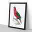 Crimson Parakeet by George Shaw - Framed Print-55621020-55621021