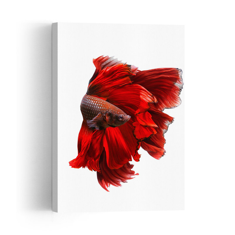 Elegant Red Betta Colorful Elegant Vibrant Fish Ocean Tropical Wall Art Print by Andi Halil - Print, 45.72cm H x 30.48cm W