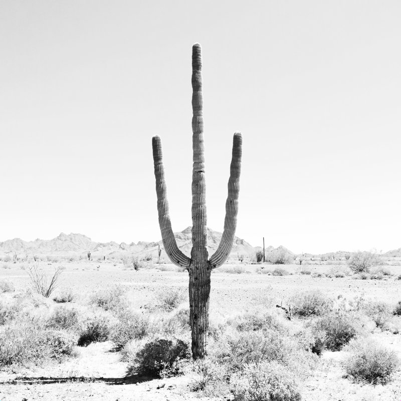 " Desert Times " by Bree Madden, 12" H x 12" W