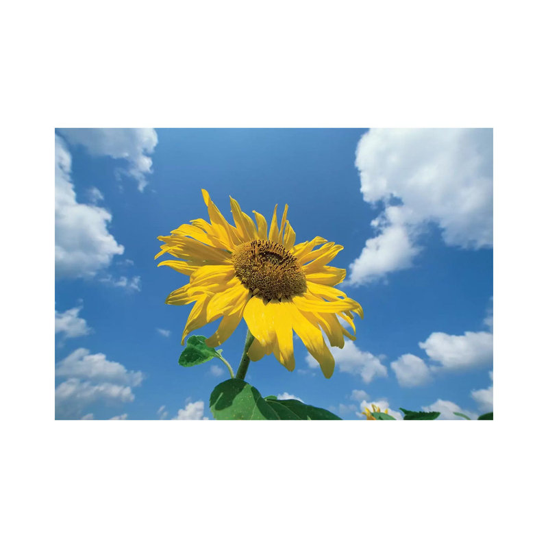 Common Sunflower With Blue Sky And Clouds II by Konrad Wothe - Wrapped Canvas Print, 66.04 cm H x 45.72 cm W