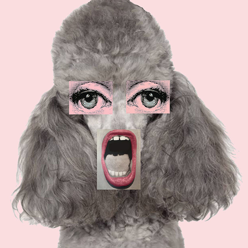Pink Poodle Mouth Print by Jeffrey Goodman, Glass Coat