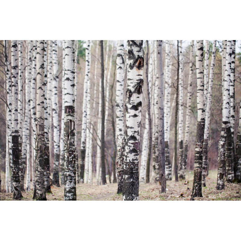 Birchwood by Dimuse, 8" H x 12" W
