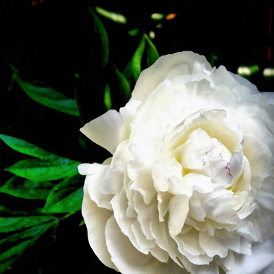 Pivoine blanche - impression sur toile tendue