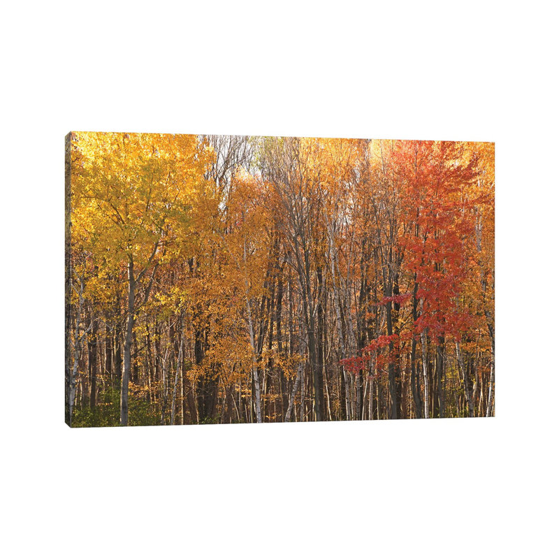 Stand Of Color by Brian Wolf - Wrapped Canvas Print, 30.48 cm H x 45.72 cm W
