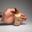 Véritable dent de mosasaur avec fossile racinaire