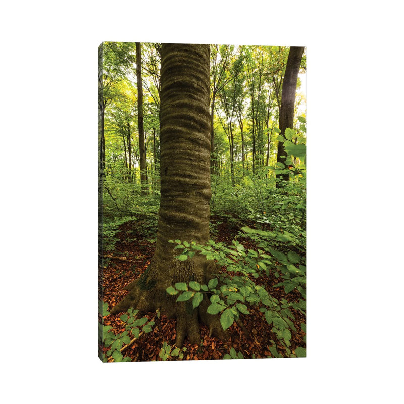 Poland, Lubelskie, Roztocze National Park, Beech Tree 1 Piece Wrapped Canvas Wall Art, 20.32 cm H x 30.48 cm W