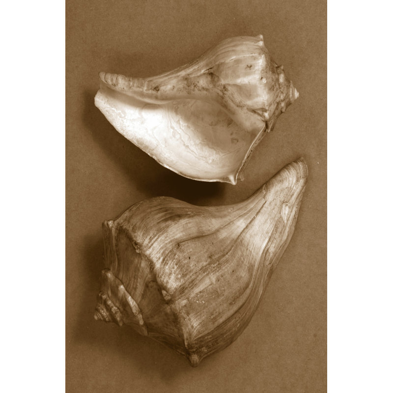 Sensual Shells I - Wrapped Canvas Print, 91cm H x 61cm W