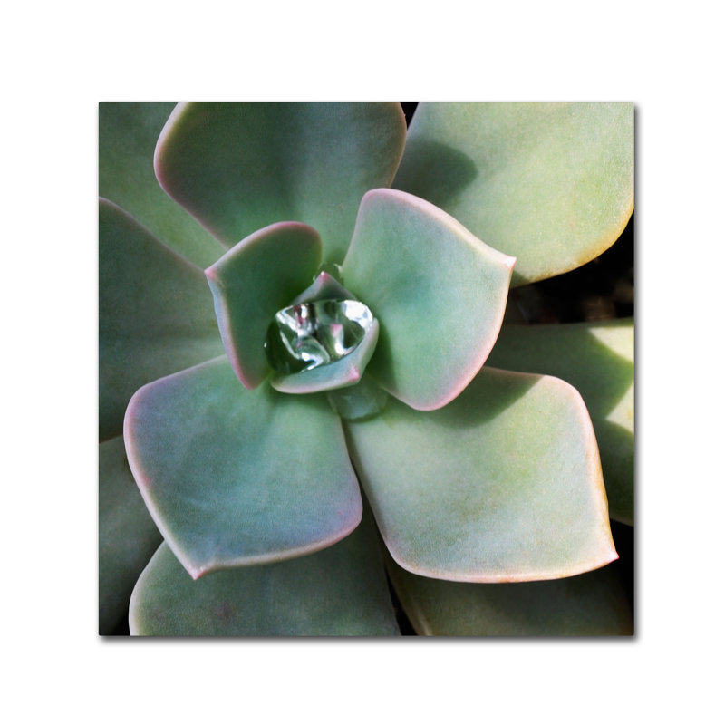 « succulent rain drop » par kurt shaffer, reproduction de photo sur toile, H 24 po x l 24 po x P 2 po
