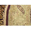 Tapis oriental beige en laine noué à la main 8 pi Cothren