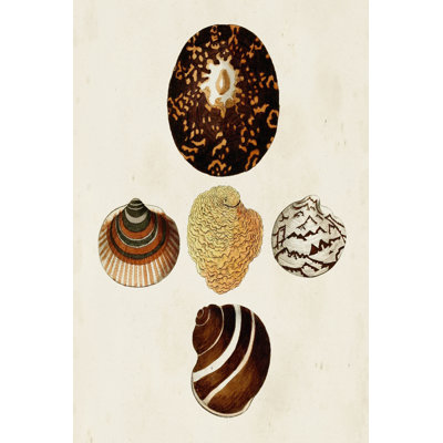 " Knorr Shells V " by G.W. Knorr Painting Print
