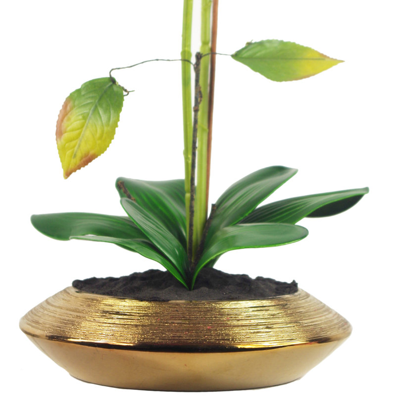 Anneus 70cm Plant