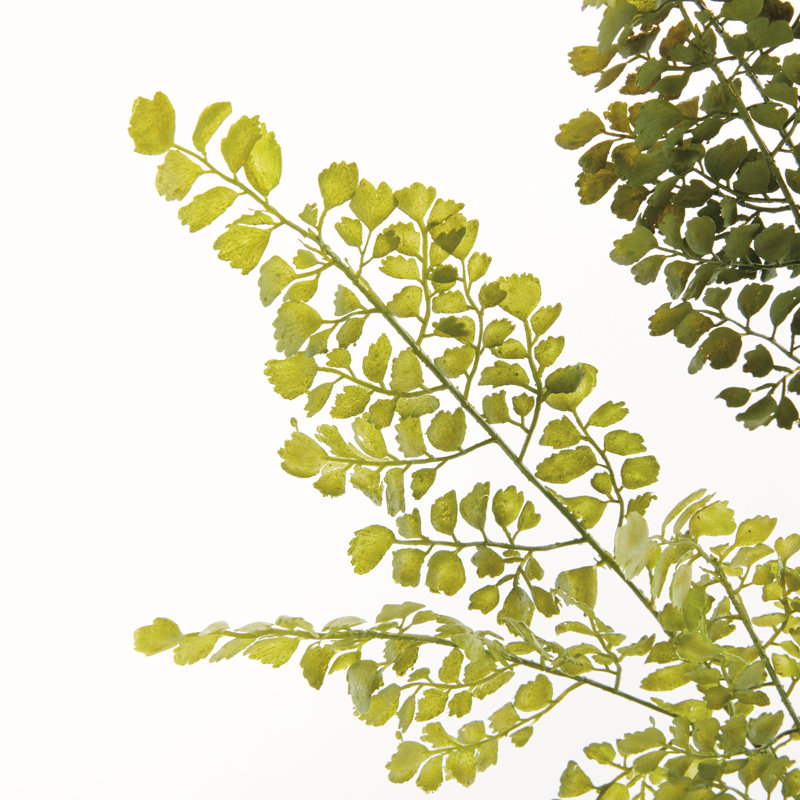 MAIDENHAIR FERN STEM