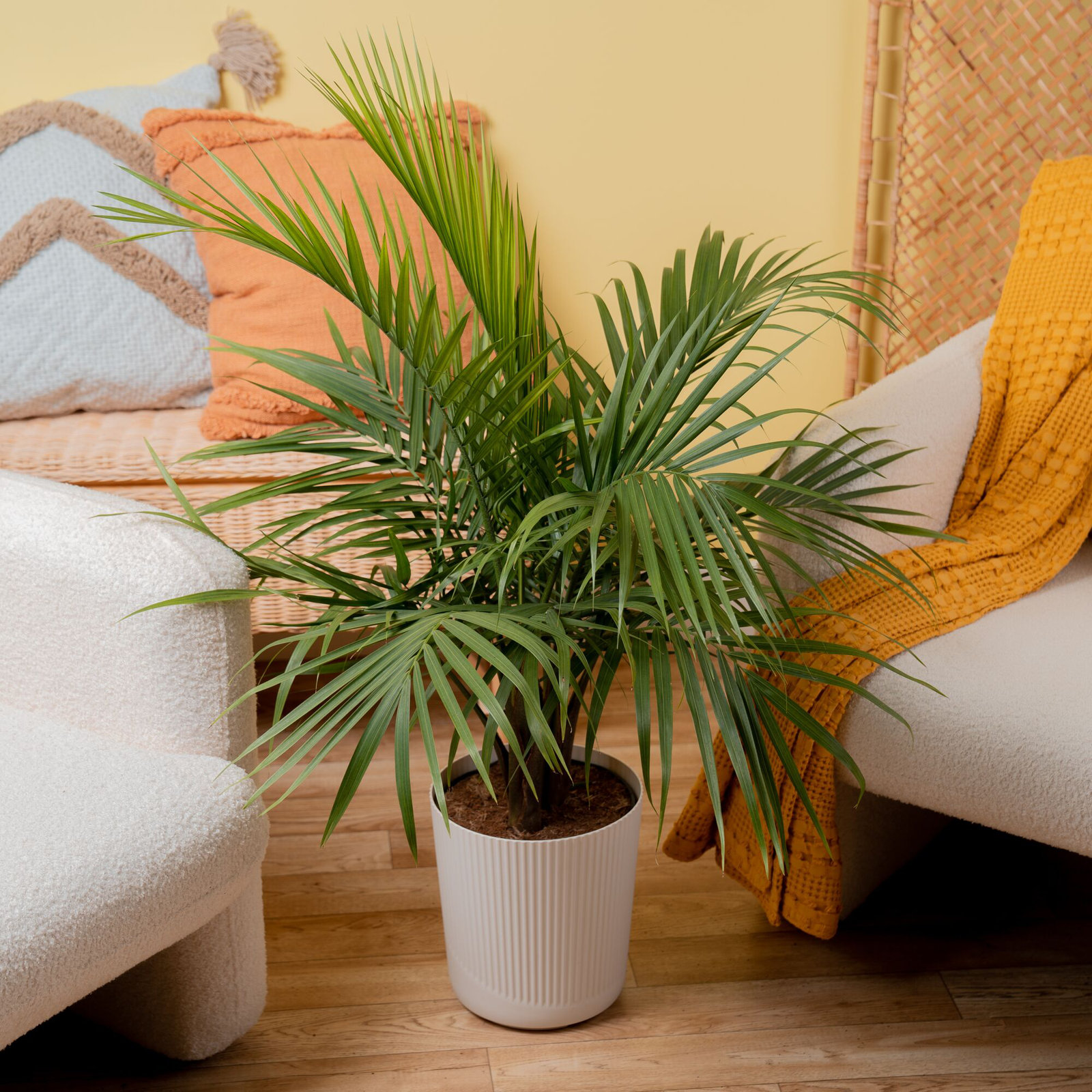 Costa Farms Indoor Easy Care Majesty Palm House Plant in 10-inch Décor Pot, White