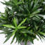 Anlin 40cm Faux Podocarpus Tree in Pot