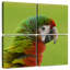 Tête d'oiseau ara Brampt-109032497