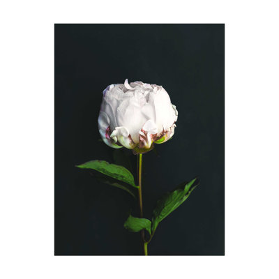 " Flower On Black "