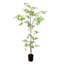 Bonsai à poser