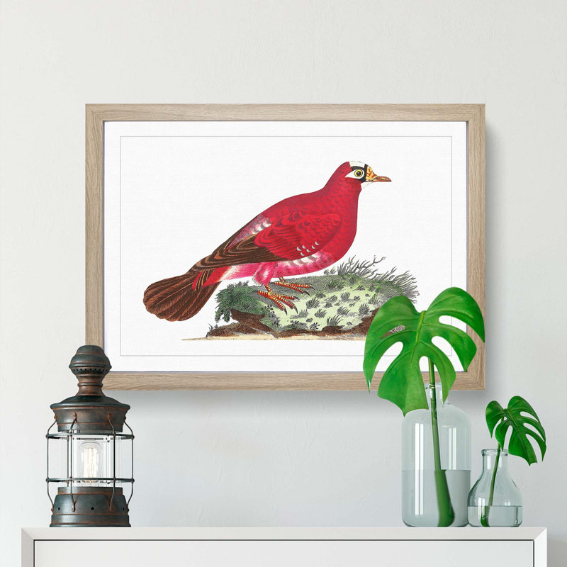 Crimson Pigeon by George Shaw - Framed Print, 36cm H x 48cm W x 2cm D, Oak Framed