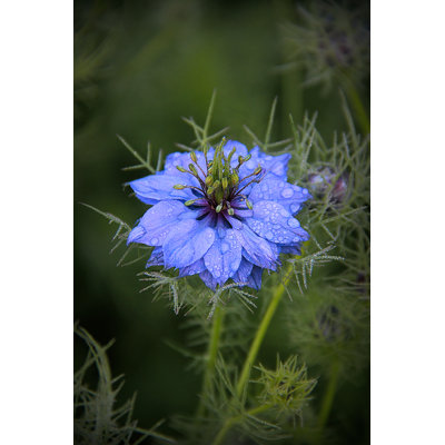 Bleu nigelle par 2Nd Lookgraphics