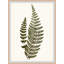 Elevated Undergrowth 6 Print by Art House Studios-1896235356