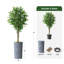 75 plantes-97992044