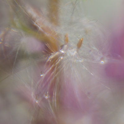 Fairy Dance II
