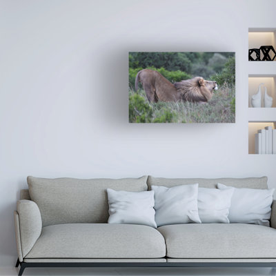 Bolog Bob Langrish Lion Stretching Canvas Art