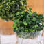 Topiaire buis ball plante-837145907