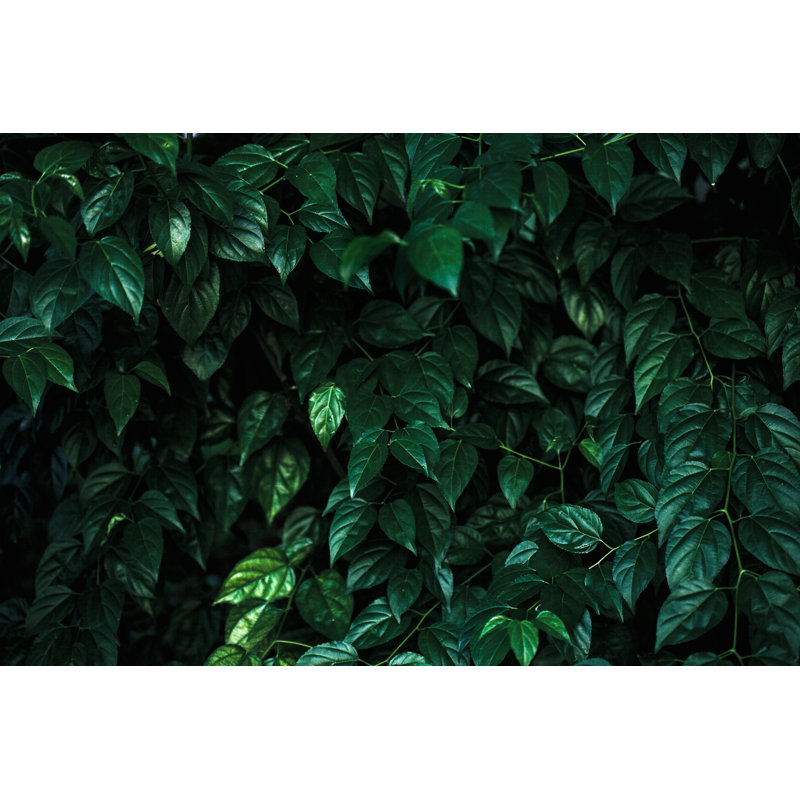 Green Leaves Background by Jasmina007, 8" H x 12" W