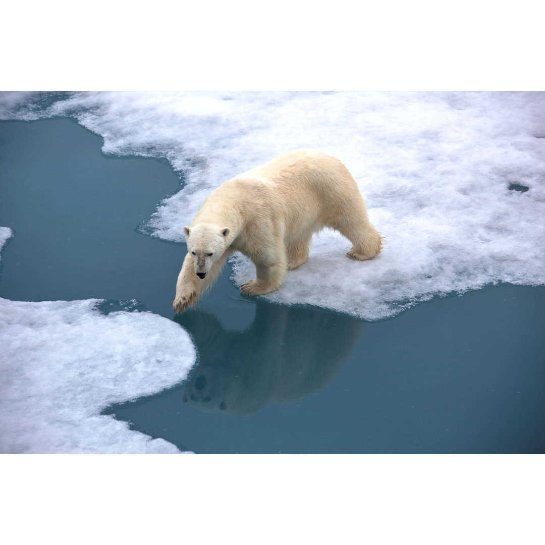 Eisbär läuft auf Packeis mit Wasserteich