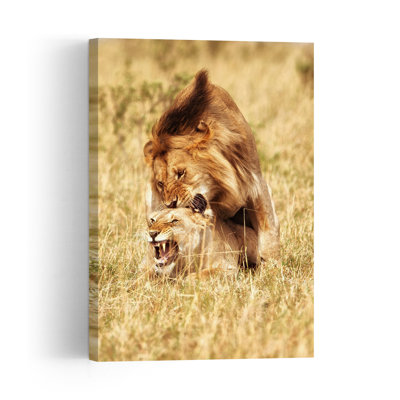 Savanna Lions Mating Contemporary Cat Lion Nature Wildlife Wall Art Print 1 Piece Wrapped Canvas Wall Art