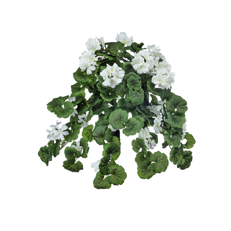 Plante géranium 27 po, Blanc