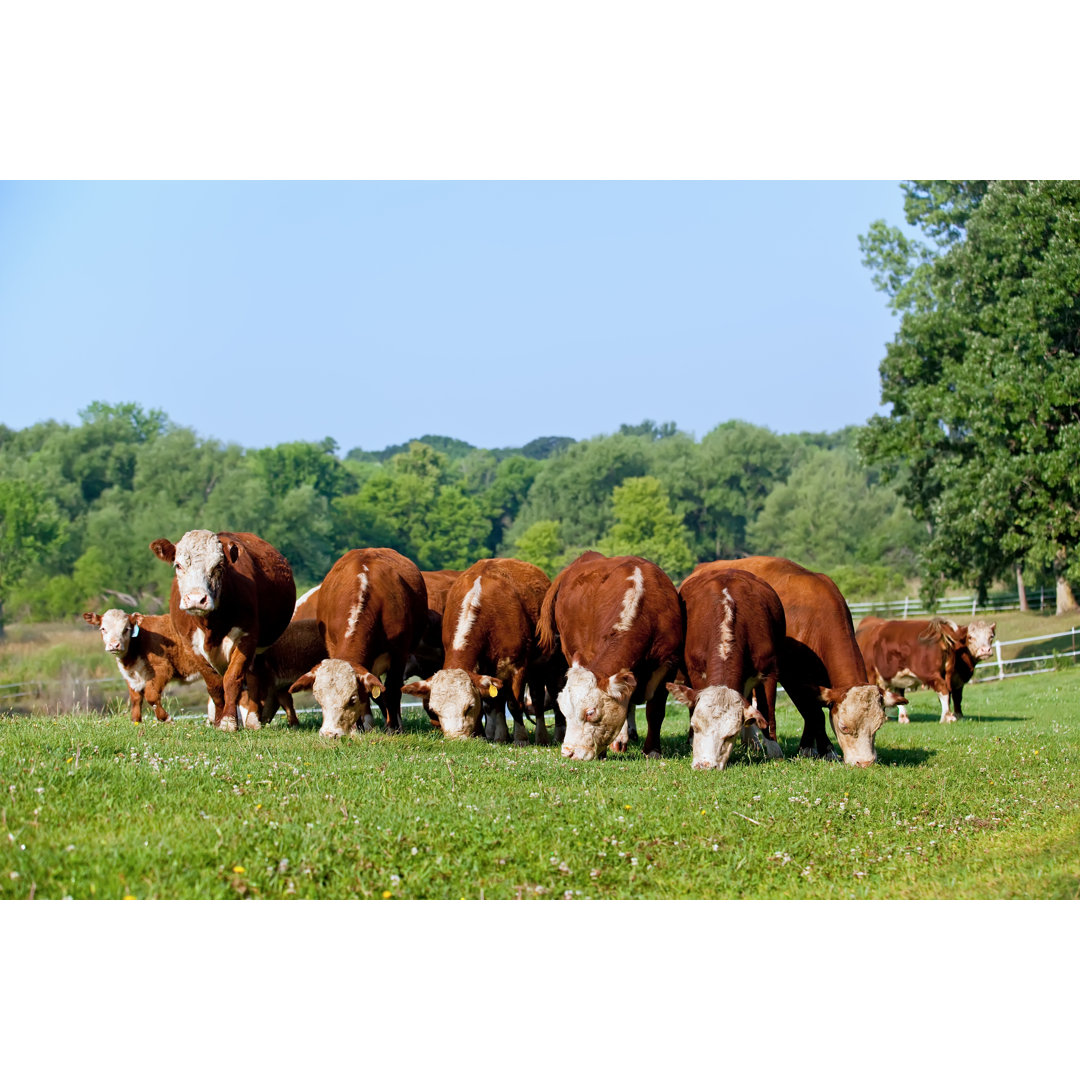 Hereford Rinder grasen auf der Weide von Emholk - Leinwanddruck ohne Rahmen