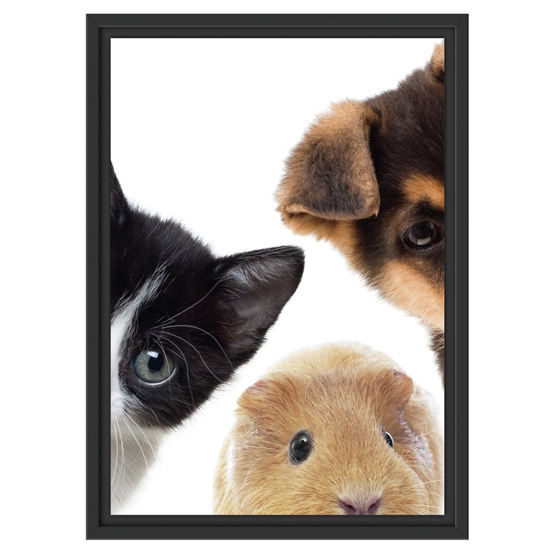 Gerahmtes Wandbild Trio Hund Katze Meerschwein