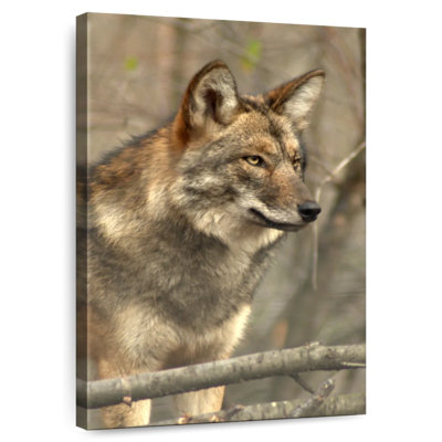 Stern Coyote