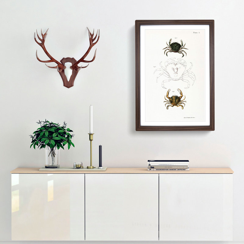 Crab Illustrations PL. 5 by J.E. De Kay - Picture Frame Painting Print, Walnut Framed, 36cm H x 27cm W x 2cm D