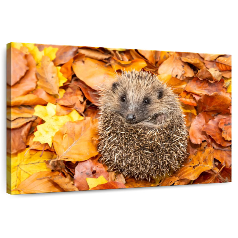 Hérisson épineux sur feuilles