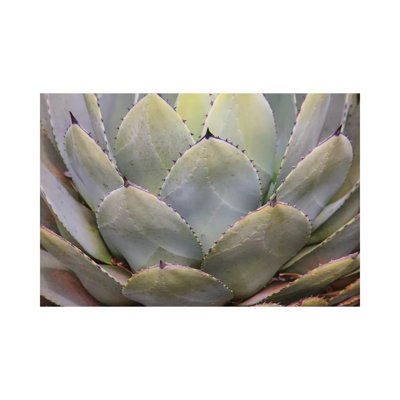 Parry's Agave or Mescal Agave 1 Piece Wrapped Canvas Wall Art