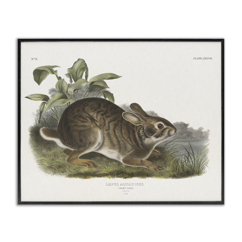 «Vintage Cottage Hare», estampe numérique encadrée par Wild Apple Portfolio, Giclée encadrée noir minuit, H 16 po x l 20 po