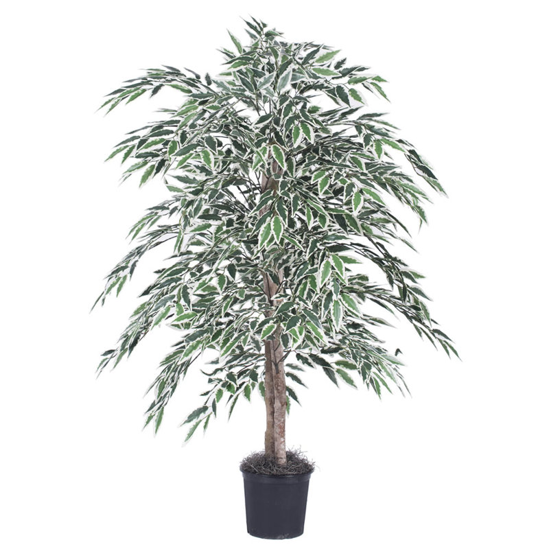 Arbre de ficus de plancher 42" dans un pot de fleurs