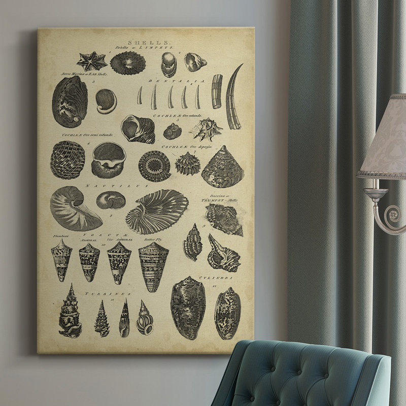 Étude de coquillages II - Illustration sur toile tendue, H 27 po x l 16 po x P 1,5 po