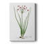Rose Botanical II - galerie Cavas sur mesure-221529930