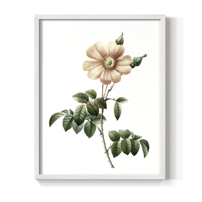 «Botanical Beauty II», reproduction encadrée - bois massif, H 30 po x l 24 po, Blanc
