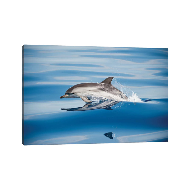 Striped Dolphin by Mirko Ugo - Print on Canvas, 45.72cm H x 66.04cm W x 3.81cm D, Wrapped Canvas