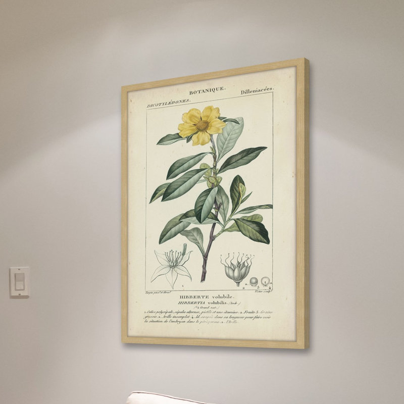 «Botanique Study in Yellow I», reproduction d'impression encadrée, H 24 po x l 16 po x P 1,5 po