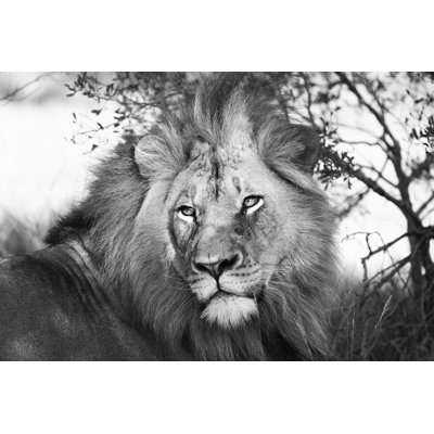 Sieglinde Lion Grayscale - Wrapped Canvas Print