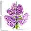 Grappe de lilas Harnek-109118464