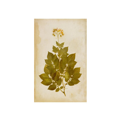 Pressed Flowers I Print by Michelle Bennett