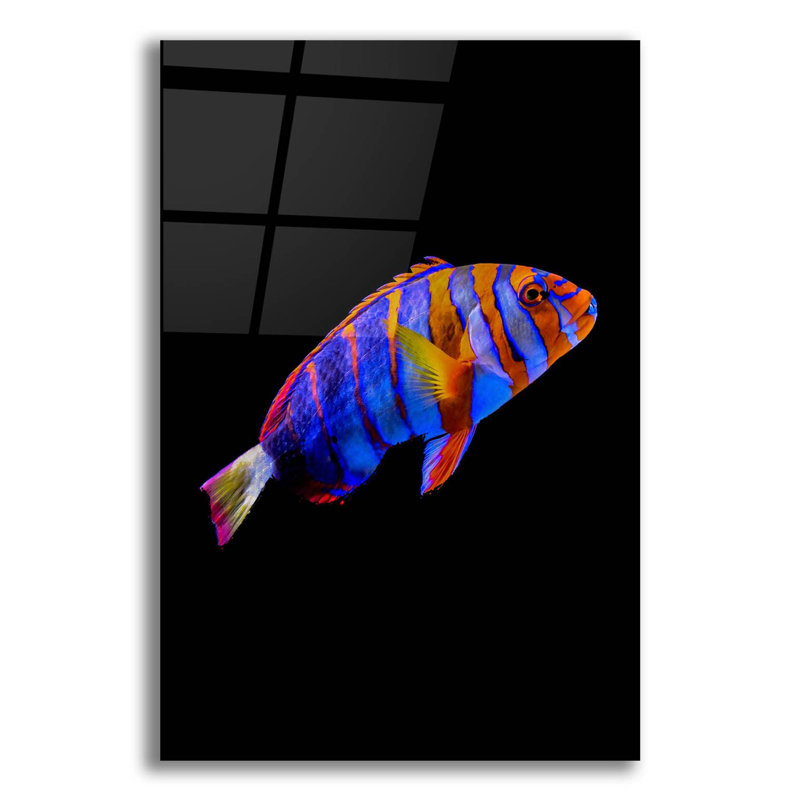 Australien Harlequin Tuskfish par Epic Portfolio, H 24 po x l 16 po x P 0,2 po