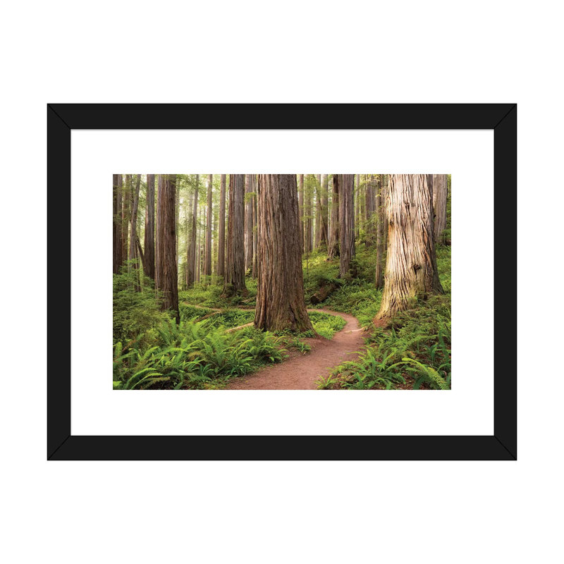 «Redwood Trail» par Stefan Hefele - reproduction de photo sur toile, H 16 po x l 24 po x P 1 po, Papier encadré noir, Blanc